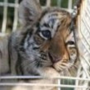 Meet your Posher, Xiaoou